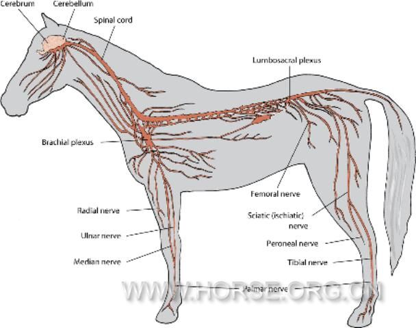 DDH_horse_nervous_system.jpg