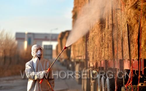 工作人员正在对牧草进行例行检查、处理（图片来源：新华社）.jpg