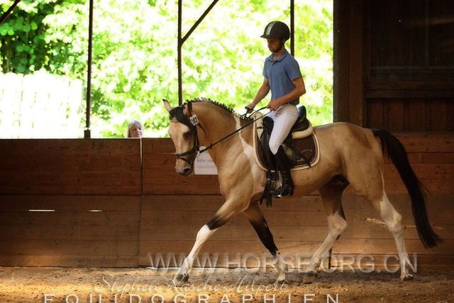 Paint-Palomino approved Stallion, 9 y old1.jpg