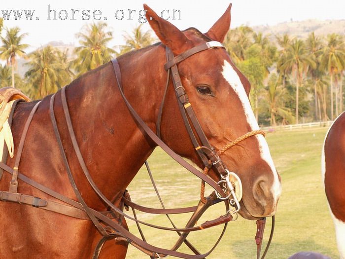 在泰國馬球俱樂部打馬球_THAI POLO CLUB