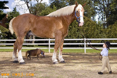世界最高的马和最矮的马
