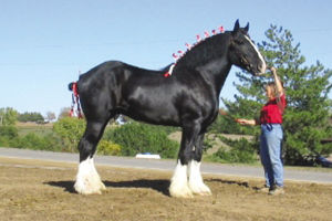 世界最高的马和最矮的马