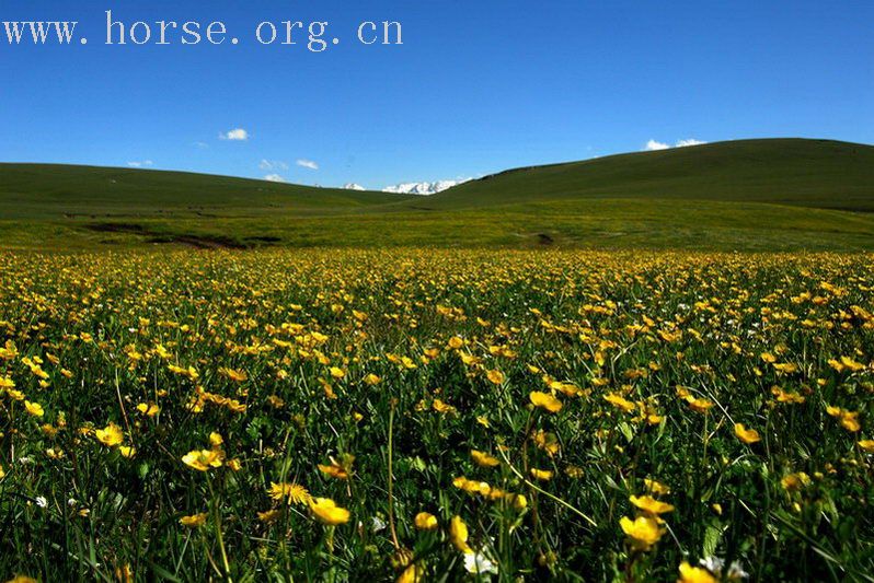 花海之约——新疆喀纳斯禾木空中花园之旅（一）伊犁的花