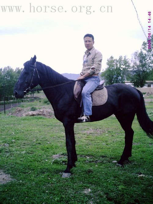 新疆好马带回家邀你也来看一看!