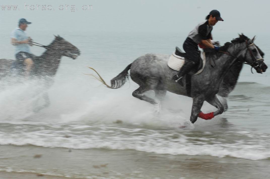 青岛凤凰山庄、德瑞马术俱乐部组织海边骑马图片