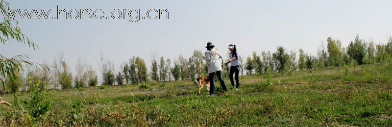 [原创]乌鲁木齐南山有80亩地，寻找养马合作者