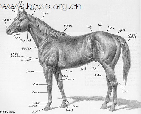 马的体表名称大全