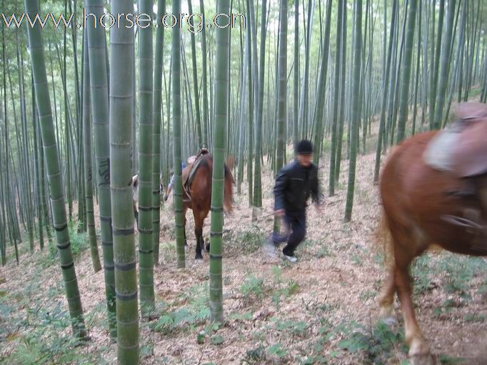 发几张杭州丽马乡村联谊会的马背森林探险照片吧