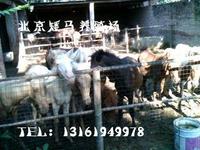 北京出售 家畜饲料 花生秧粉