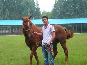 武汉和平马术俱乐部   部分马术用马展示