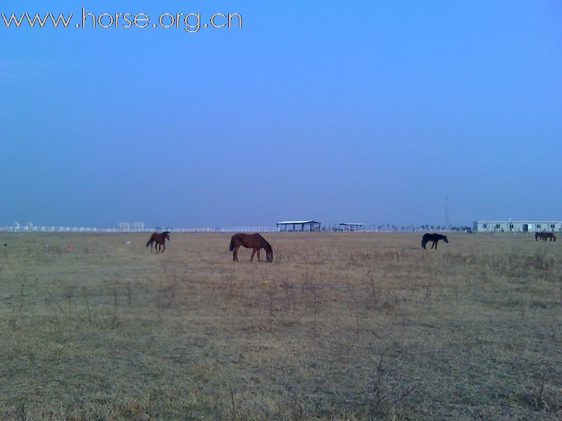 1月10日，再次踏上扬子洲的土地，马儿欢跑，景色依旧。