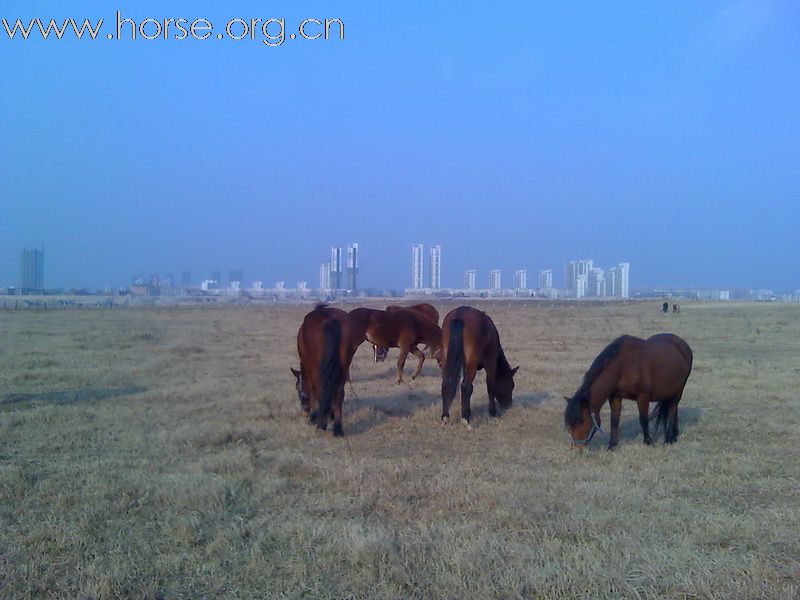 1月10日，再次踏上扬子洲的土地，马儿欢跑，景色依旧。