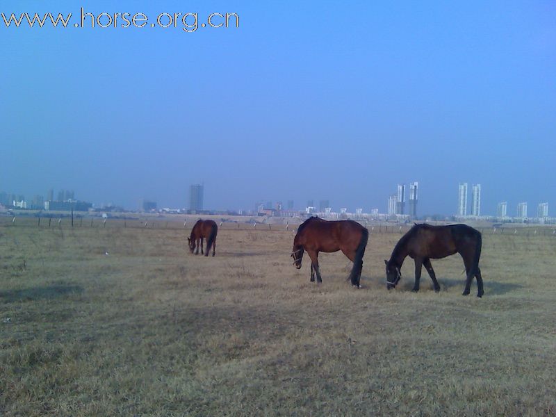 1月10日，再次踏上扬子洲的土地，马儿欢跑，景色依旧。