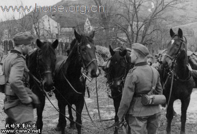 二战德国骑兵部队(超多图)
