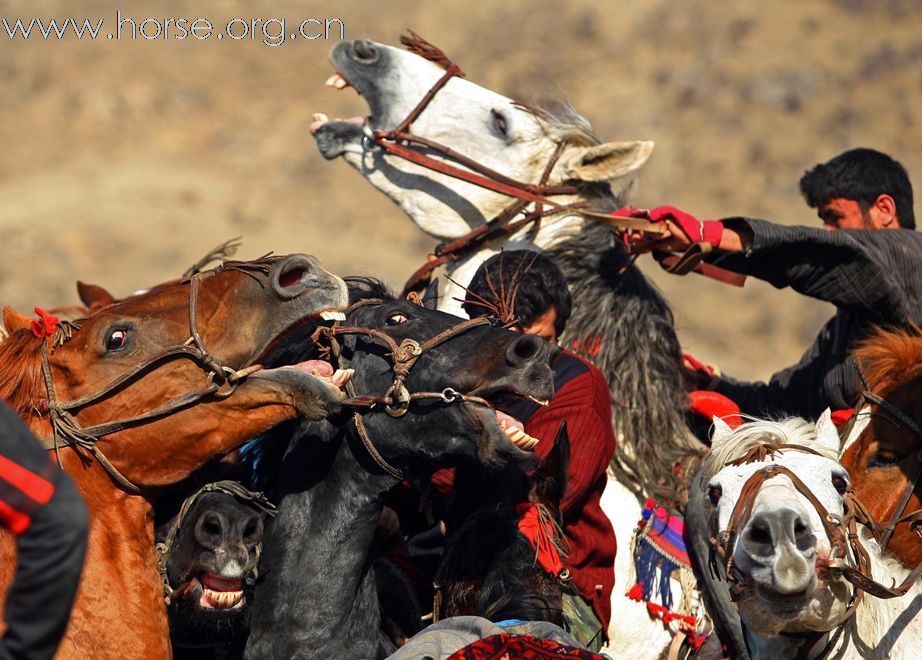 牧人競技：阿富汗人的骑马比赛