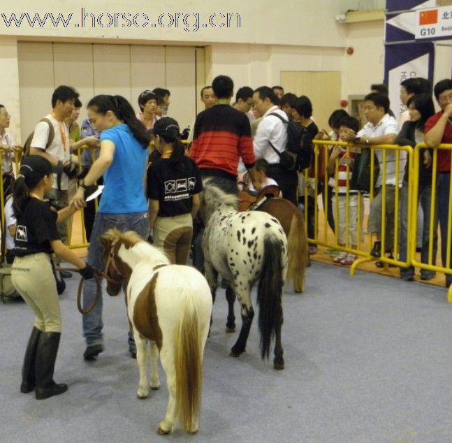 2010-9-26上海马博会上的明星~进口迷你矮马