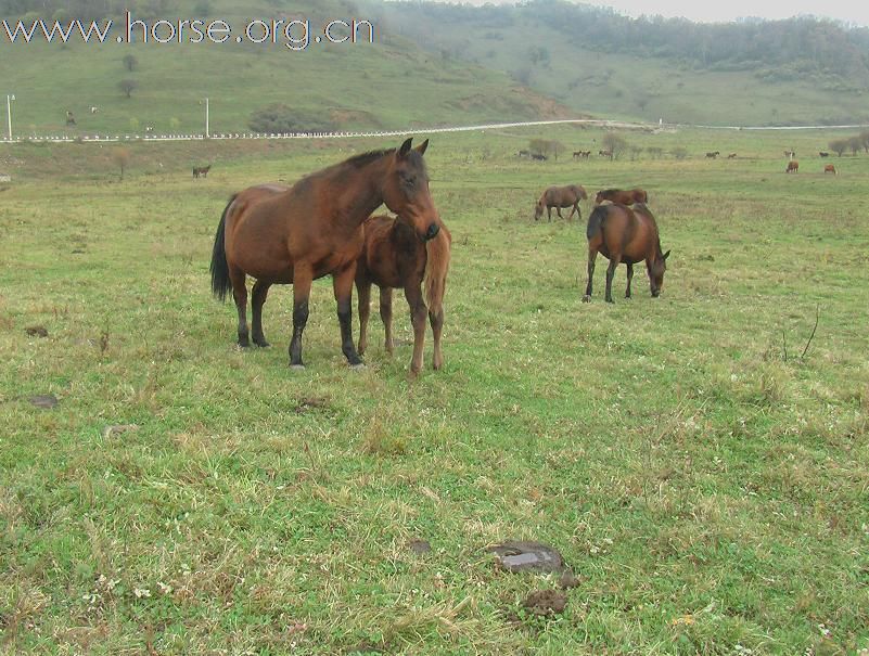 陕西关山牧场出售50匹当年马驹 2500起