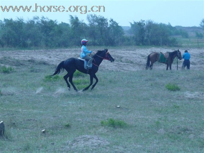 蒙古改良马