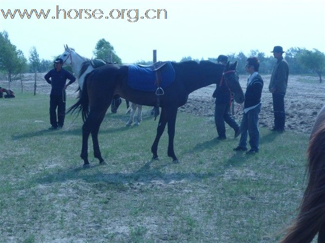蒙古改良马