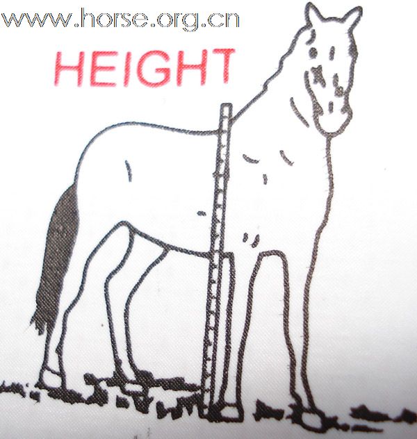 马体重测量软尺