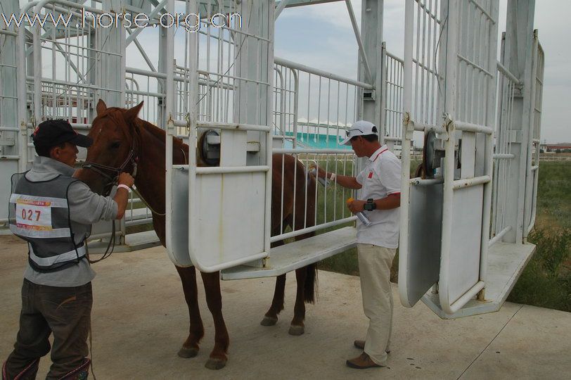 2010锡林郭勒国际马术耐力赛—赛前准备