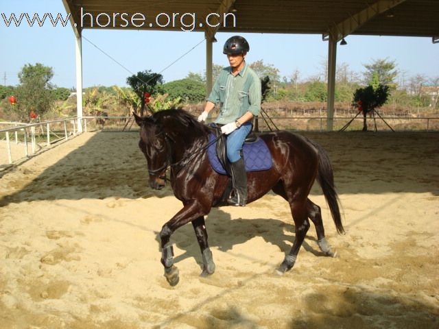 我的騎馬經驗分享（24）马真正受衔的规格和骑手感觉