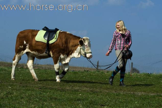 德国15岁少女驯奶牛当坐骑