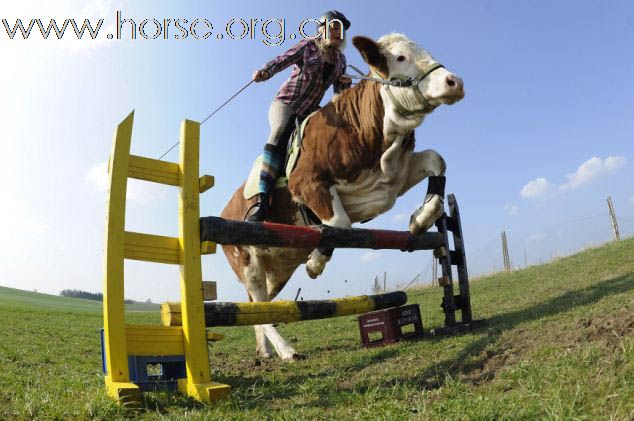 德国15岁少女驯奶牛当坐骑