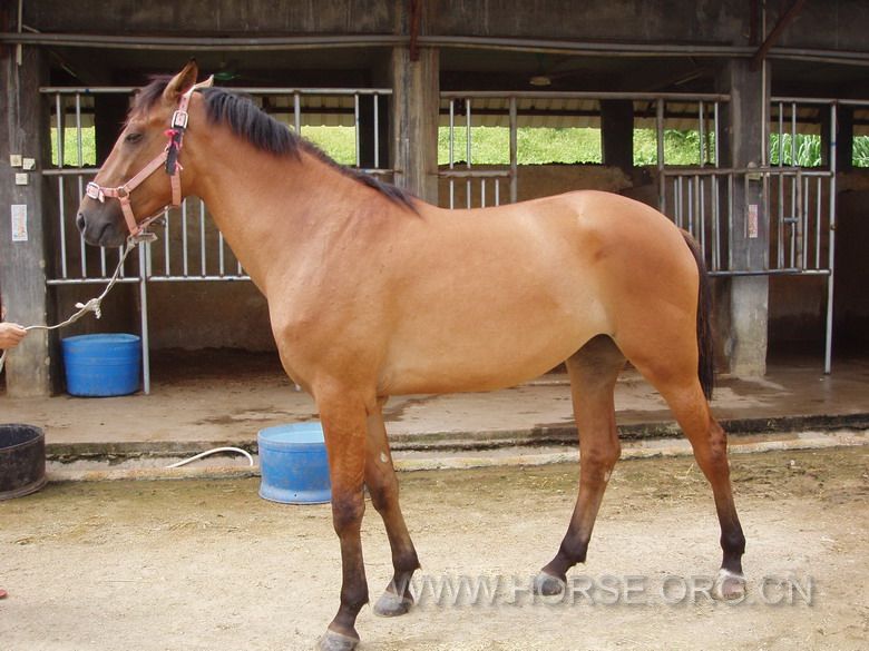 2岁温半母马，肩高160cms.，已开始打圈调教，售价70000-/匹。