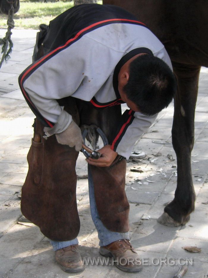 cold shoeing (8).jpg