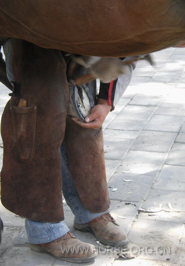 cold shoeing (11).jpg