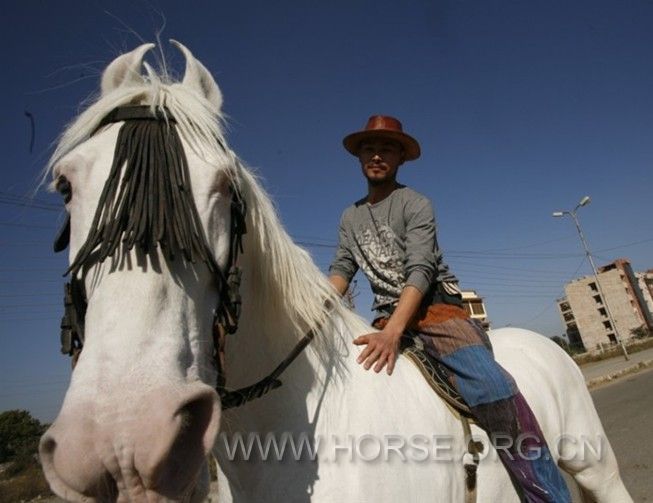 这是一匹乌代普尔有名的种公马，虽然是公马骑乘也很舒服，是匹天生的走马很温顺。 ... ... ... ...