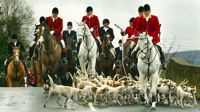 fox-hunting.jpg