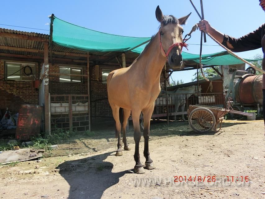 半血母马，肩高157,2岁半，从小驹子开始养的一直没配过。