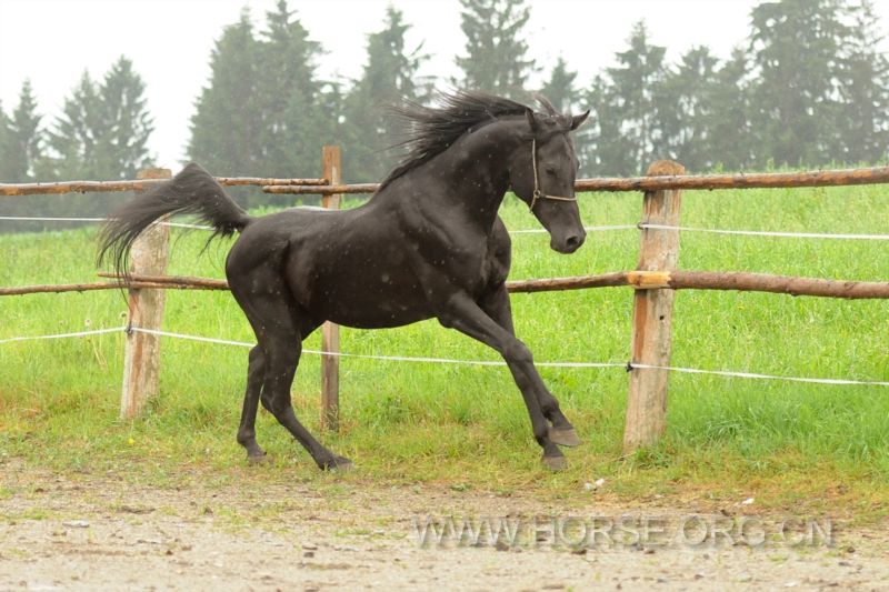Black Arab stallion Jan1.jpg