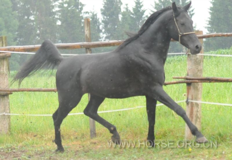 Black Arabian stallion Jan 3.jpg