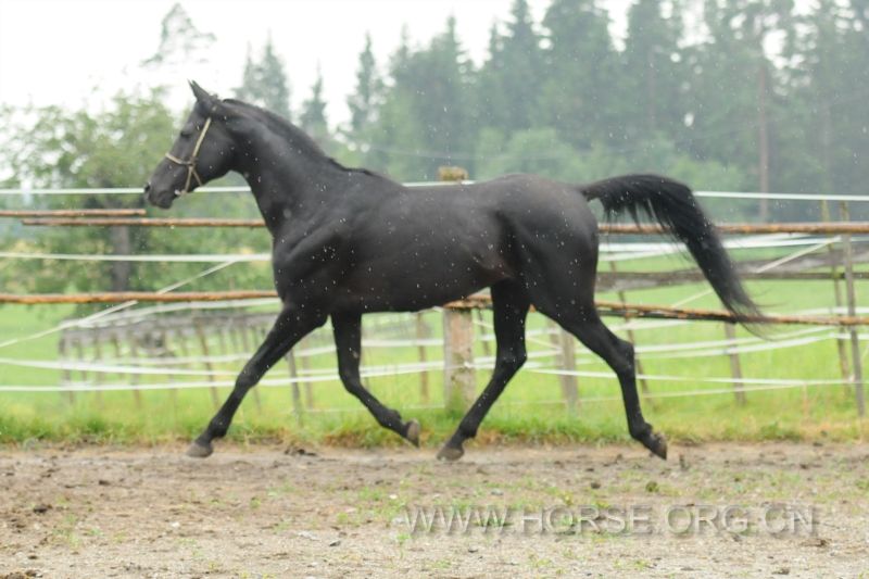 Black Arabian stallion Jan2.jpg