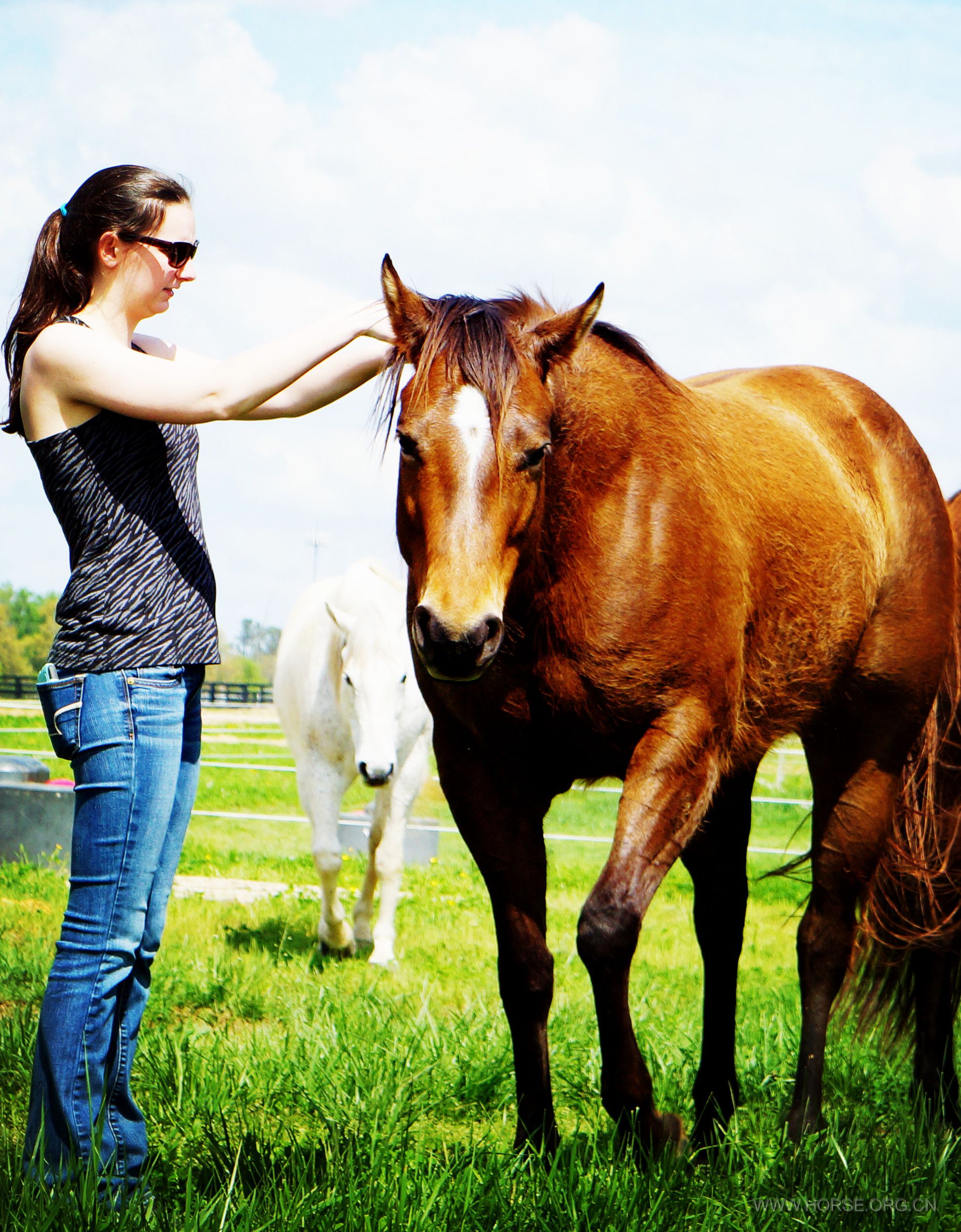 美国女孩与马