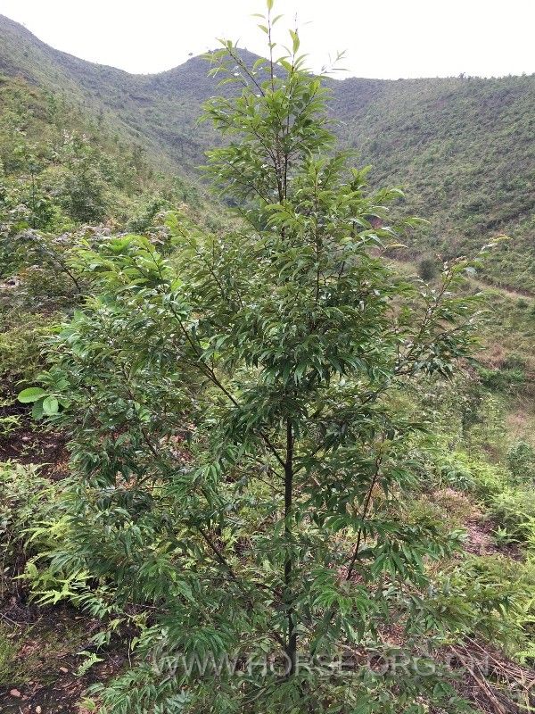 8满眼望去香港马会碳汇林绿意盎然，当年栽种的树苗如今正在茁壮成长.jpg.jpg