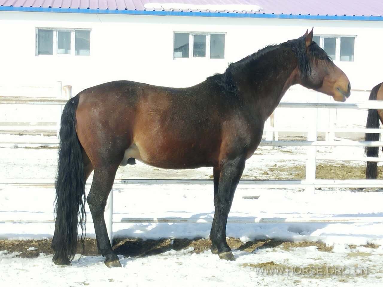 吉尔吉斯乳用马，公马，4岁，身高1米60.