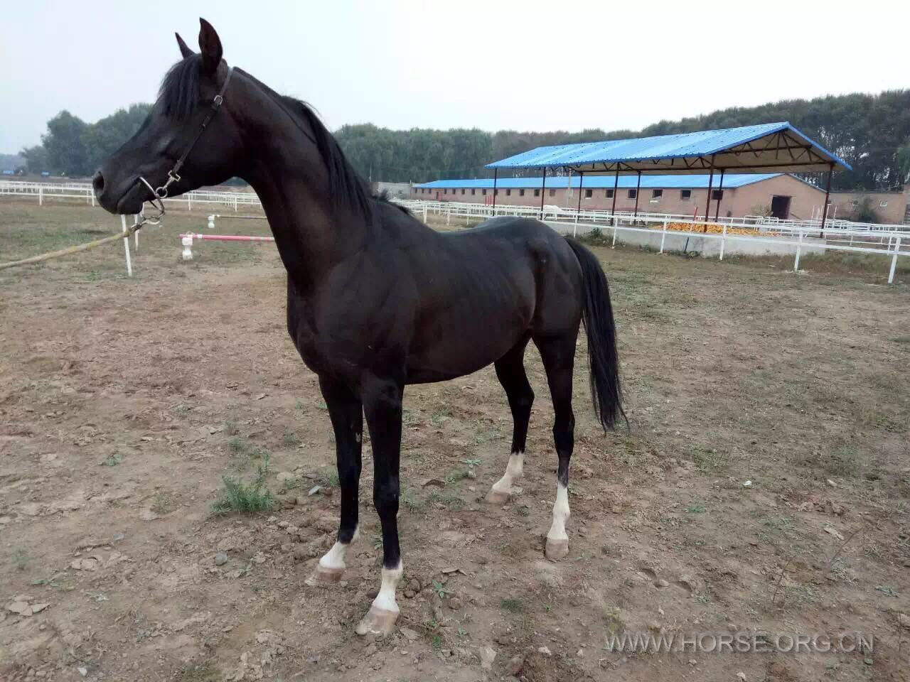 公马，2013年出生，身高153厘米