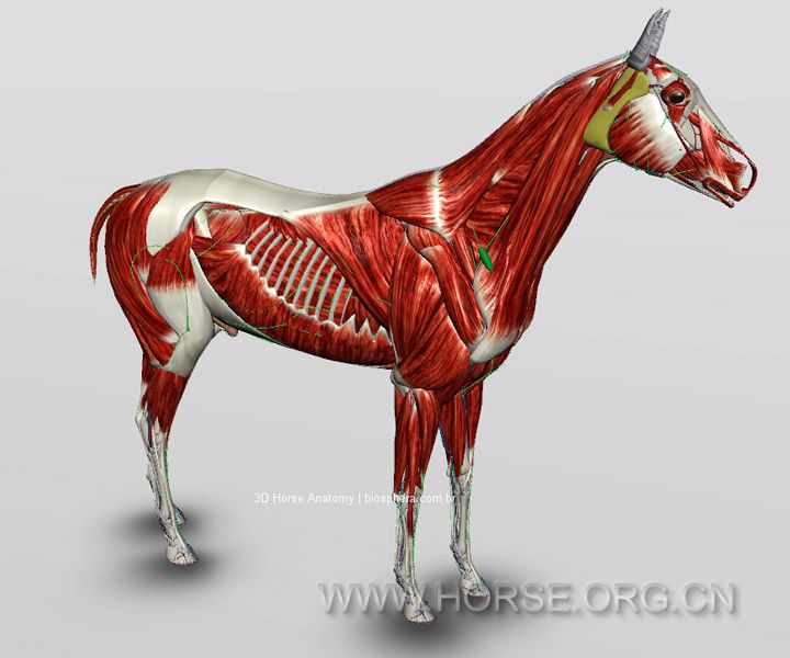 equine-muscles-anatomy-high1.jpg