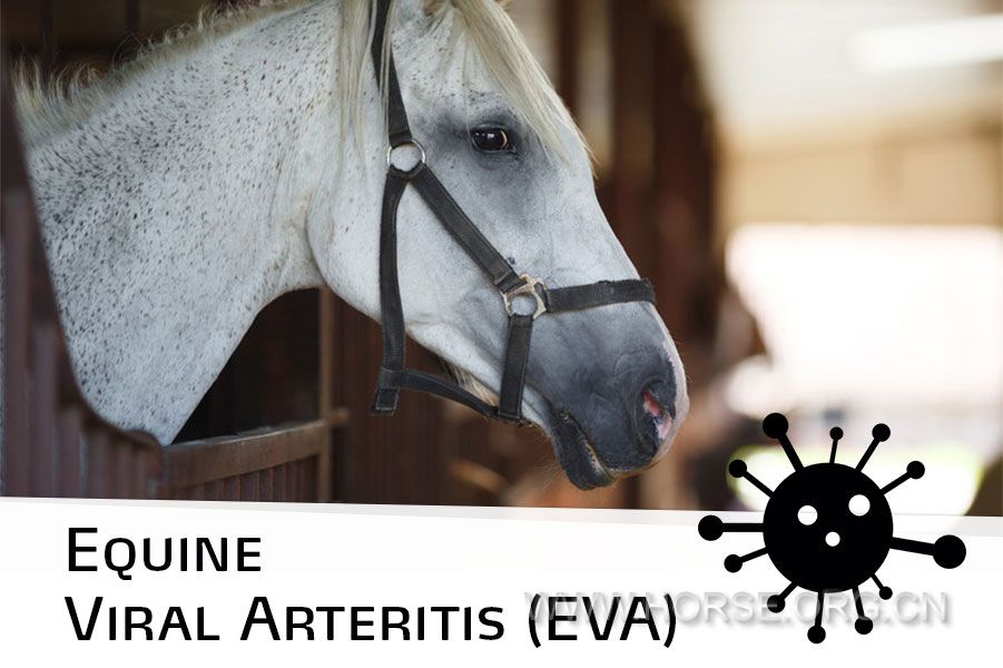 Horse-30-Equine-Viral-Arteritis-EVA.jpg