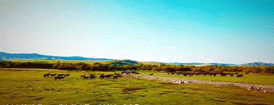 25.gif