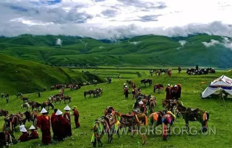 诺尔盖草原马4.png