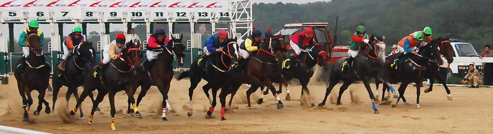 2006全国速度赛马28日决赛（南京）