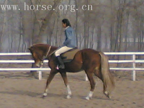 浙江人求购一匹马要高1.5米以上的