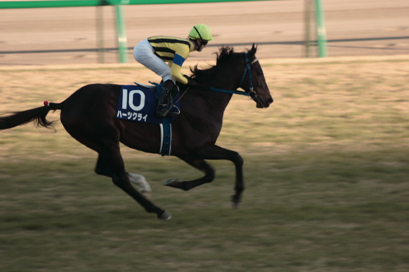 日本竞马（赛马）