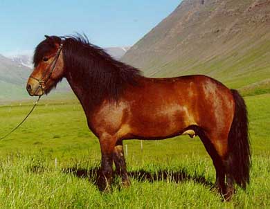 野外騎乘之﹝1﹞冰島馬 IceLandic Horse