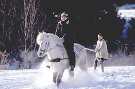 野外騎乘之﹝1﹞冰島馬 IceLandic Horse